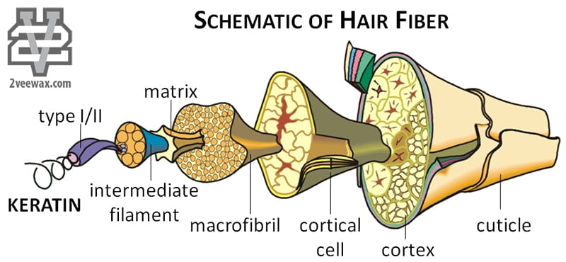 cấu trúc sợi tóc nam